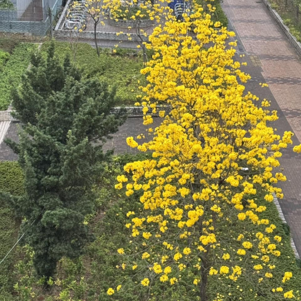 黃花風鈴木3月盛開！將軍澳賞花好去處