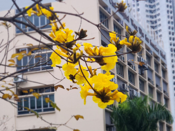 黃花風鈴木3月盛開！將軍澳賞花好去處