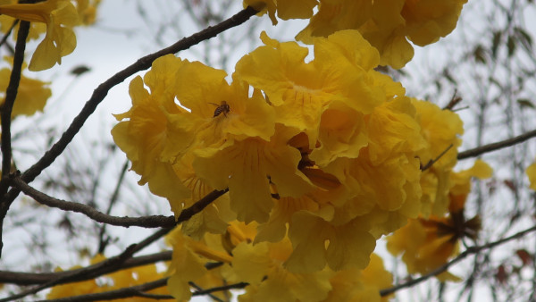 黃花風鈴木3月盛開！上水賞花好去處