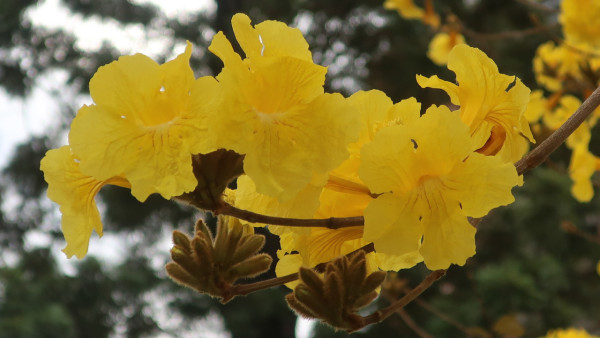 黃花風鈴木3月盛開！上水賞花好去處