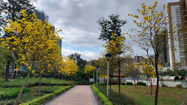 黃花風鈴木3月盛開！上水賞花好去處