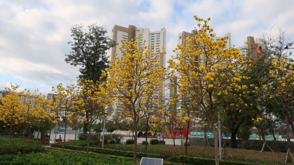 黃花風鈴木3月盛開！上水賞花好去處