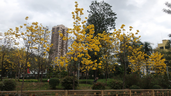 黃花風鈴木3月盛開！上水賞花好去處