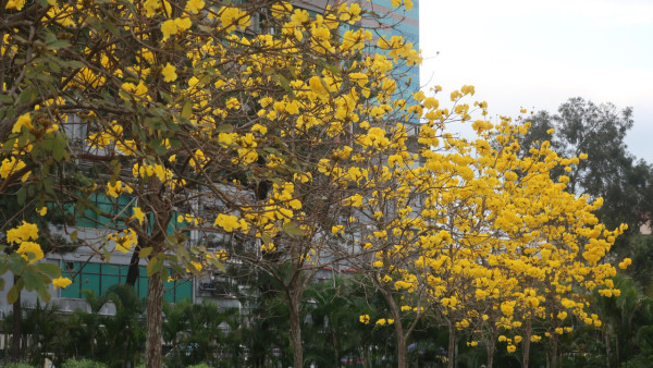 黃花風鈴木3月盛開！上水賞花好去處