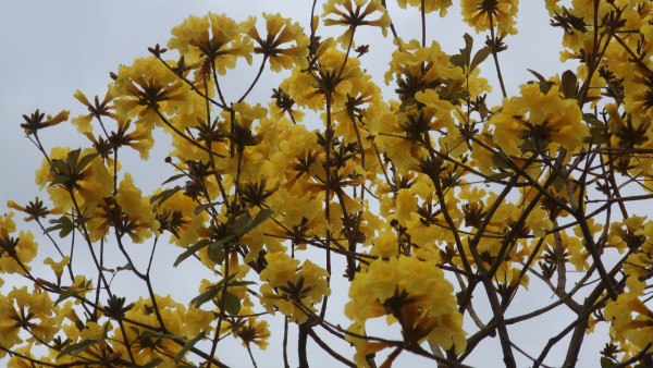 黃花風鈴木3月盛開！上水賞花好去處