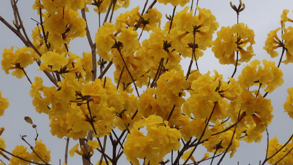 黃花風鈴木3月盛開！上水賞花好去處