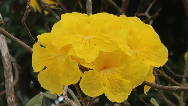 黃花風鈴木3月盛開！大埔賞花好去處