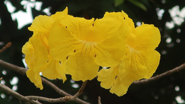 黃花風鈴木3月盛開！大埔賞花好去處