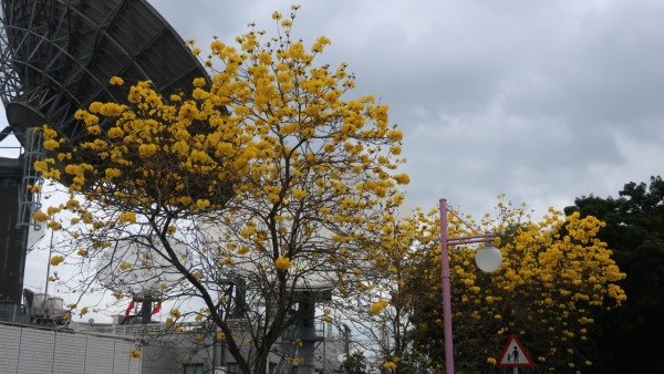 黃花風鈴木3月盛開！大埔賞花好去處