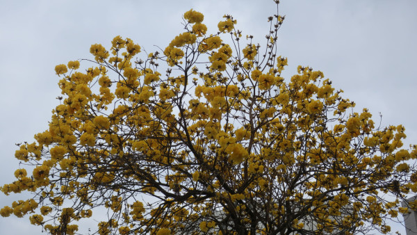 黃花風鈴木3月盛開！大埔賞花好去處