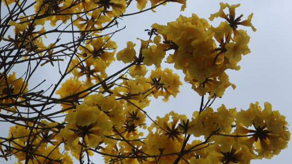 黃花風鈴木3月盛開！大埔賞花好去處