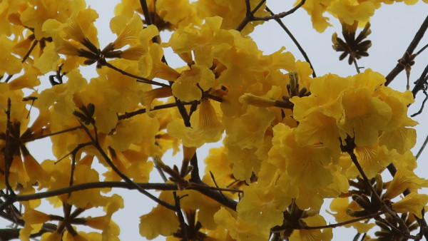 黃花風鈴木3月盛開！大埔賞花好去處