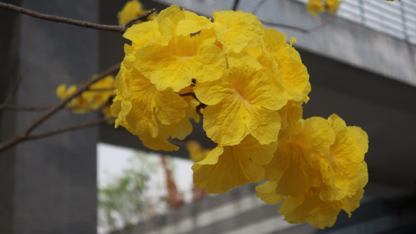 黃花風鈴木3月盛開！樂富賞花好去處