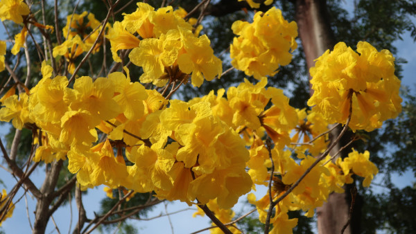 黃花風鈴木3月盛開！樂富賞花好去處