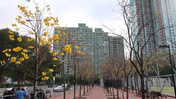 黃花風鈴木3月盛開！樂富賞花好去處