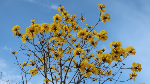 黃花風鈴木3月盛開！樂富賞花好去處