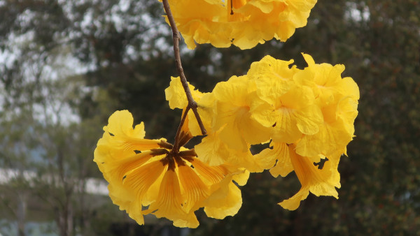 黃花風鈴木3月盛開！樂富賞花好去處