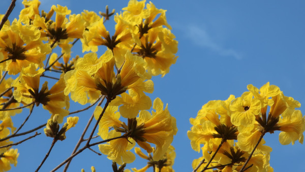 黃花風鈴木3月盛開！樂富賞花好去處