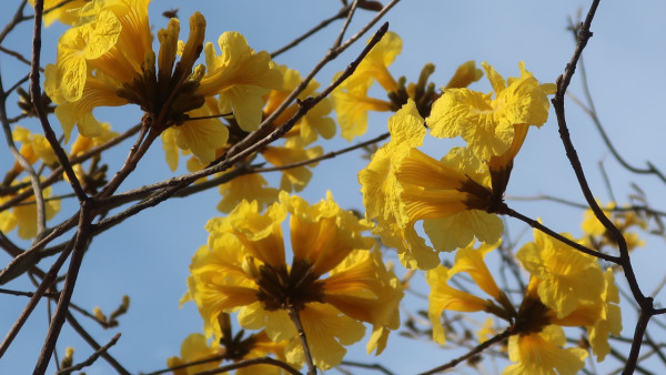 黃花風鈴木3月盛開！樂富賞花好去處