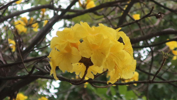 黃花風鈴木3月盛開！南昌賞花好去處