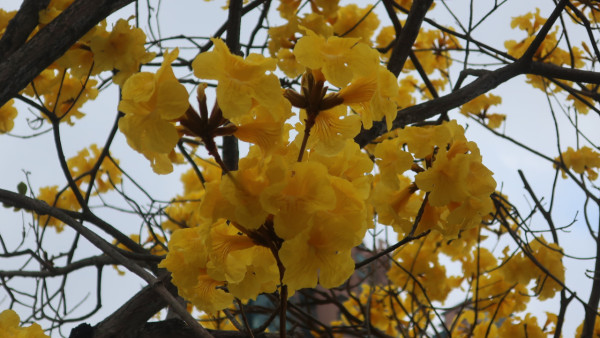 黃花風鈴木3月盛開！南昌賞花好去處