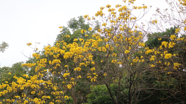 黃花風鈴木3月盛開！南昌賞花好去處