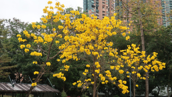 黃花風鈴木3月盛開！南昌賞花好去處