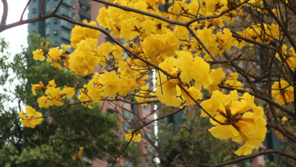 黃花風鈴木3月盛開！南昌賞花好去處