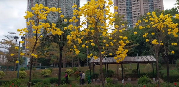 黃花風鈴木3月盛開！南昌賞花好去處