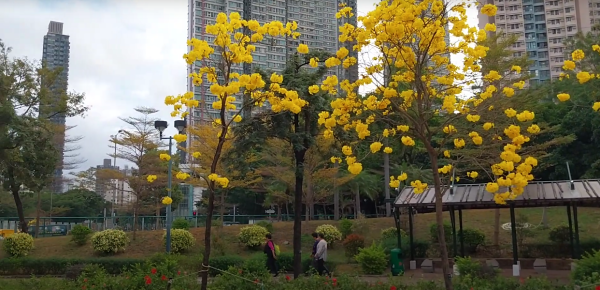 黃花風鈴木3月盛開！南昌賞花好去處