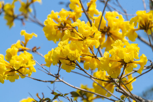 黃花風鈴木3月盛開！機場賞花好去處