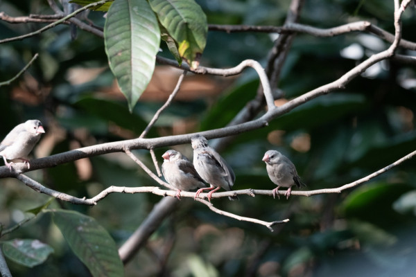 最強全片幅入門機？ 實試Sony A7 V 全片幅無反相機 AI追蹤 30FPS高速連拍 預拍攝下放