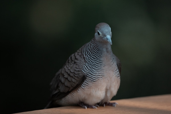 最強全片幅入門機？ 實試Sony A7 V 全片幅無反相機 AI追蹤 30FPS高速連拍 預拍攝下放