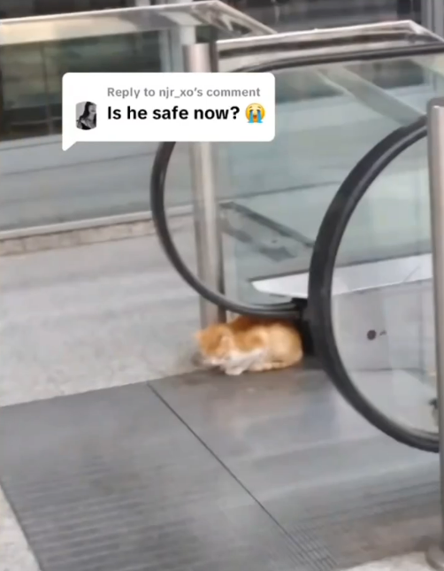 寵物犬被拒上機 狠心女主人機場廁所即場淹死小狗 