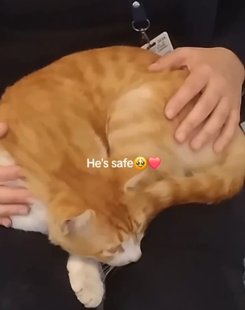 寵物犬被拒上機 狠心女主人機場廁所即場淹死小狗 