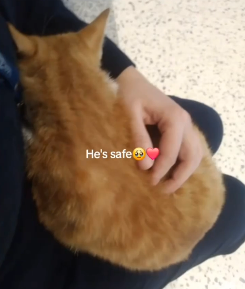 寵物犬被拒上機 狠心女主人機場廁所即場淹死小狗 