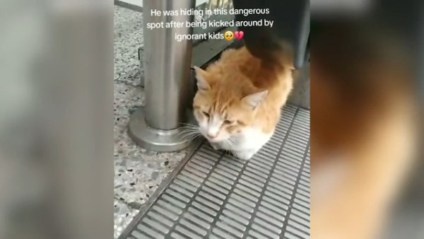 寵物犬被拒上機 狠心女主人機場廁所即場淹死小狗 