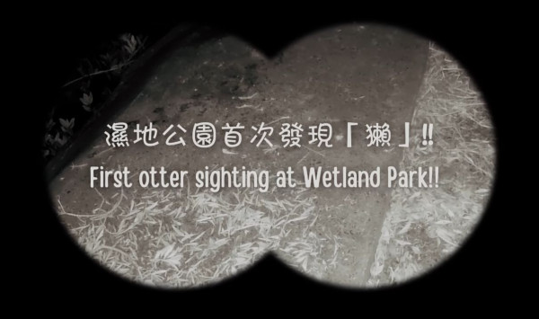 濕地公園首次發現歐亞水瀨蹤跡 與豹貓小靈貓共享廁所月內3次現身