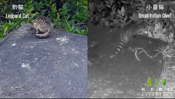 濕地公園首次發現歐亞水瀨蹤跡 與豹貓小靈貓共享廁所月內3次現身