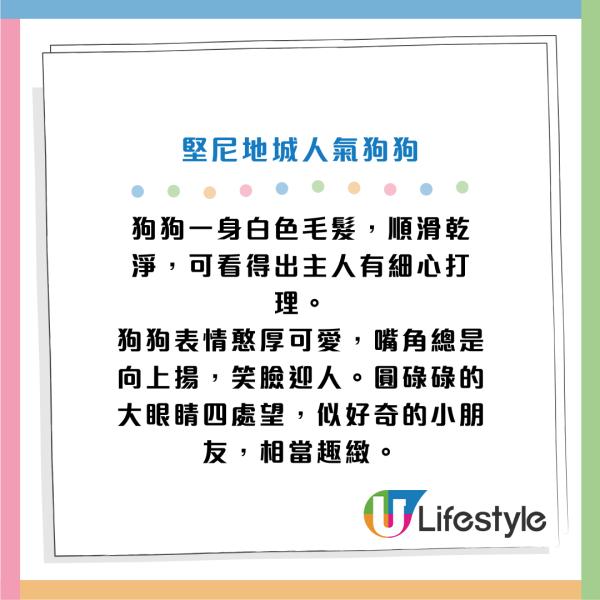 堅尼地城狗狗爆紅變人氣打卡點！網民：想為咗佢去香港玩！獲讚可以做香港旅遊大使！