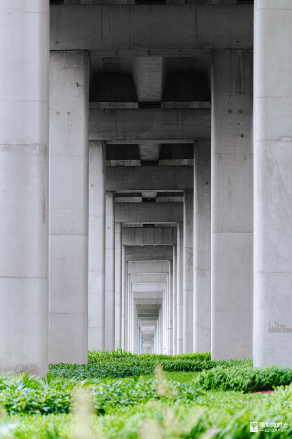 深圳新橋底綠道 打卡必去工業風水泥橋 一望無際紅樹林公園 