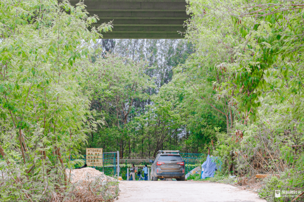 深圳新橋底綠道 打卡必去工業風水泥橋 一望無際紅樹林公園 