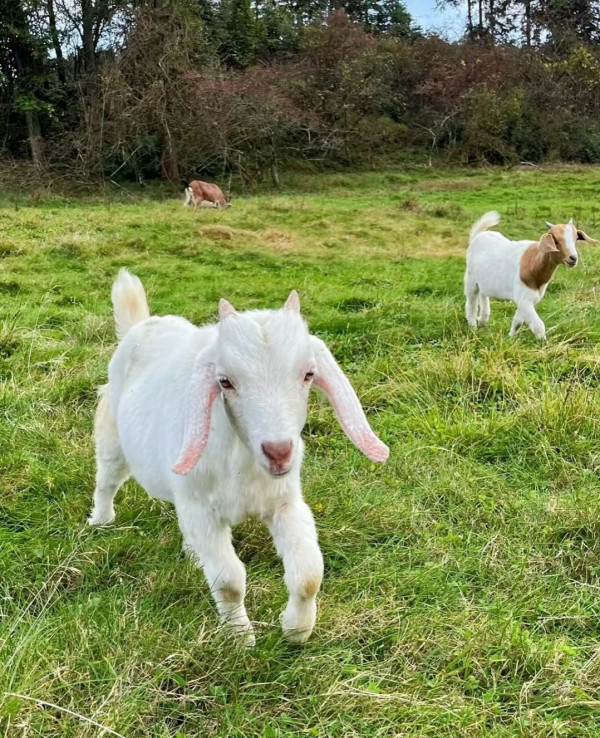 重慶旅遊10大必去特色景點 洪崖洞夜景、 世界文化遺產大足石刻、李子壩輕軌 