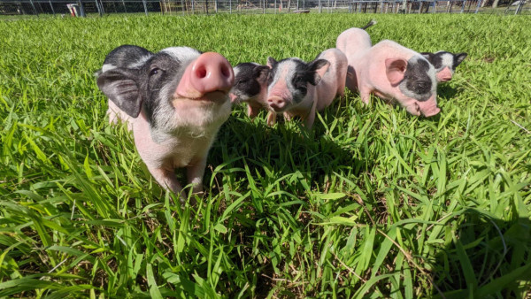台灣花蓮景點 花蓮新光兆豐休閒農場（圖片來源：Facebook@花蓮新光兆豐休閒農場）