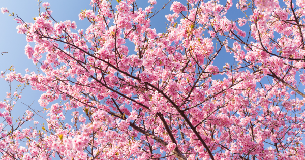 日本櫻花｜關東多地下週天氣急升至25度！ 料東京櫻花24號全國最早開花 