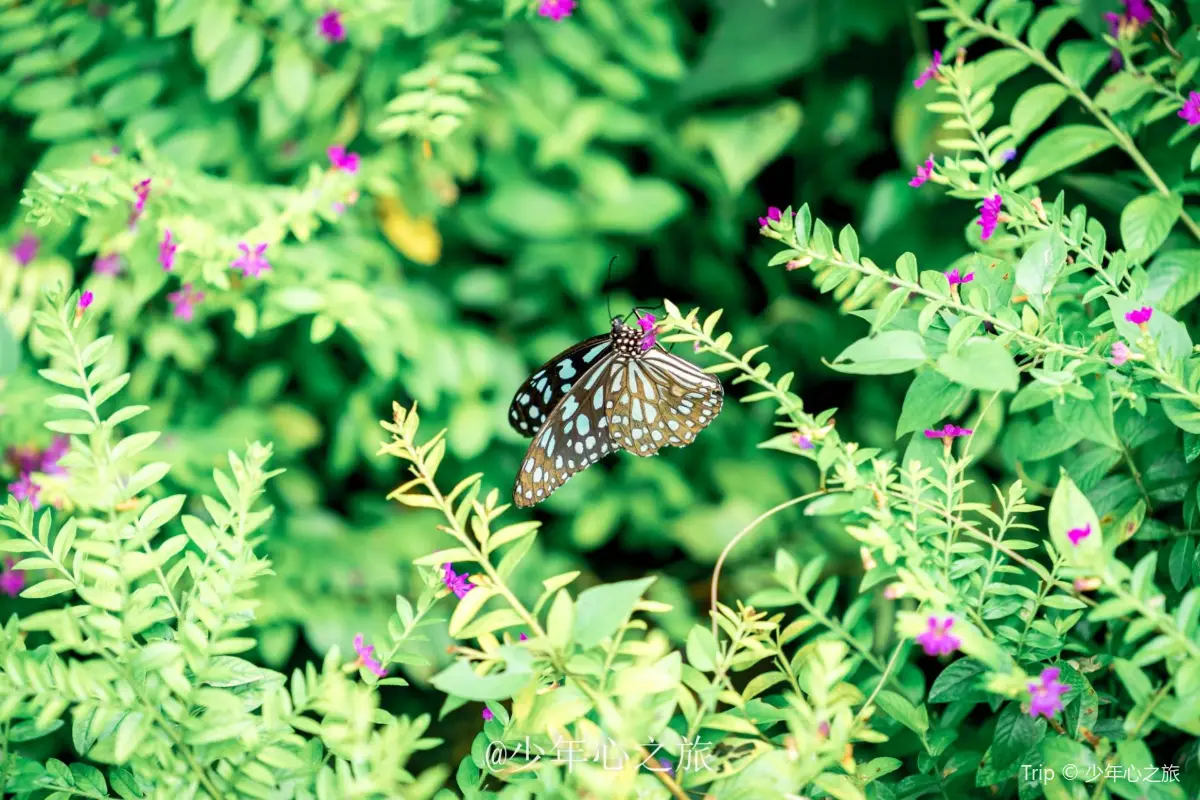 肇慶景點|10大肇慶自由行景點推介!七星岩/鼎湖山/蝴蝶谷!國家5A級旅遊景區
