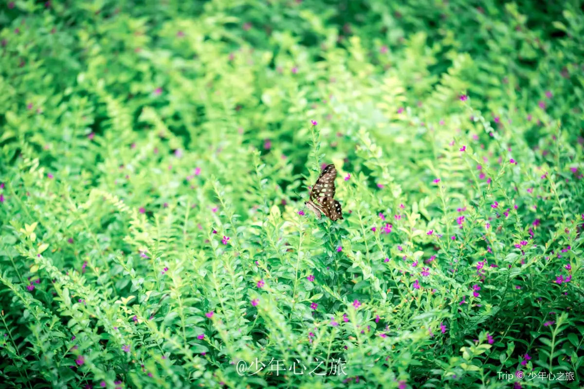肇慶景點|10大肇慶自由行景點推介!七星岩/鼎湖山/蝴蝶谷!國家5A級旅遊景區