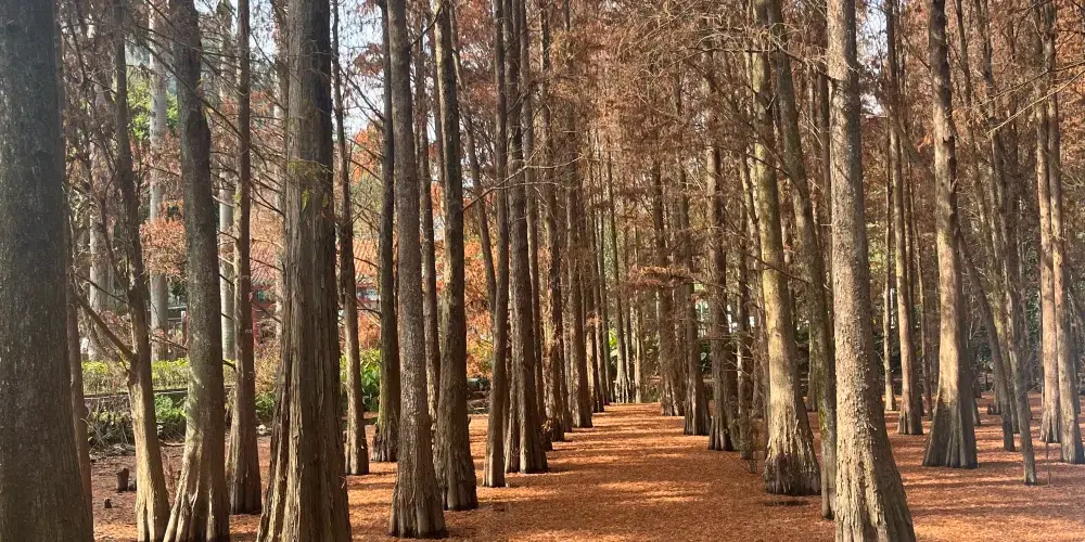 肇慶景點|10大肇慶自由行景點推介!七星岩/鼎湖山/蝴蝶谷!國家5A級旅遊景區