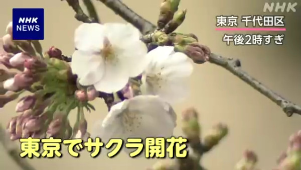 東京櫻花開花
