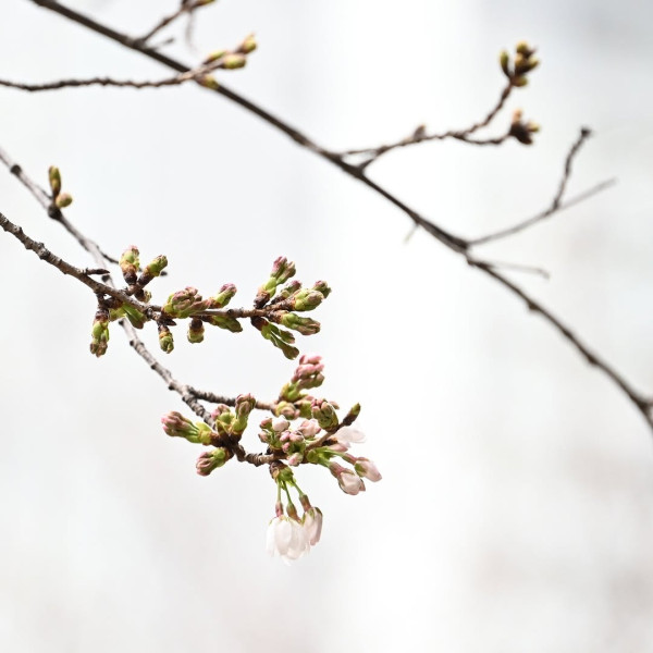 東京櫻花開花